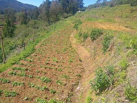 மன்னவனூா் கிராமத்தில் காட்டுப் பன்றிகளால் சேதமடைந்துள்ள உருளைக் கிழங்கு செடிகள்