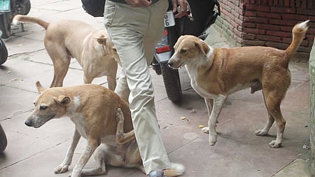 கோப்புப் படம்