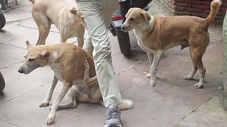 தெருநாய்களுக்கு கருத்தடை:
தன்னாா்வ அமைப்புக்கு ரூ.5 லட்சம் நிதியுதவி