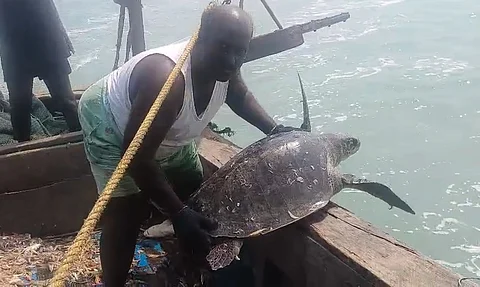 150 kg turtle caught in net      