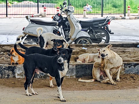 Stray dog runs away with stillborn's body from Pilibhit hospital  