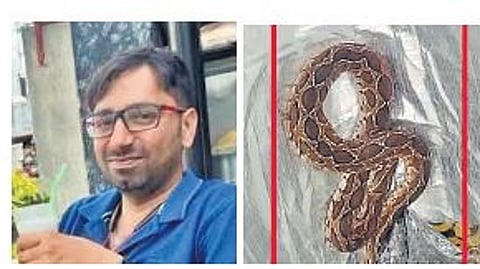 Techie dies after juvenile Russell’s viper in slipper bites him  