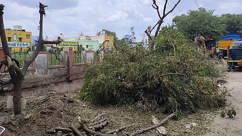 திருவேங்கடம் சாலையில்  
மீண்டும் நடப்படும் மரங்கள்