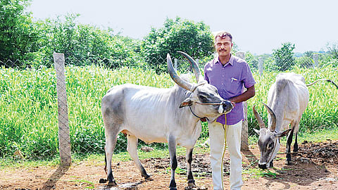 பசு நேசன்...