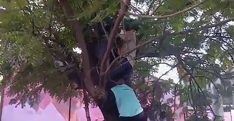 விஜய்யைக் காண மரங்களில் ஏறும் தொண்டர்கள் 