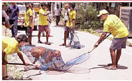 12,000-க்கும் மேற்பட்ட தெரு நாய்களுக்கு ‘மைக்ரோ சிப்’: 
சென்னை மாநகராட்சி