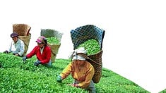 மிதமாக அதிகரித்த தேயிலை ஏற்றுமதி