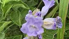 ஓவேலி மலைத்தொடரில் காணப்படும் 12 ஆண்டுகளுக்கு ஒருமுறை பூக்கும் நீலக்குறிஞ்சி மலா்கள்.