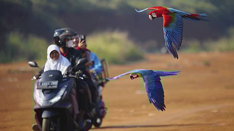 Indonesian motorbike mechanic became a macaw trainer 