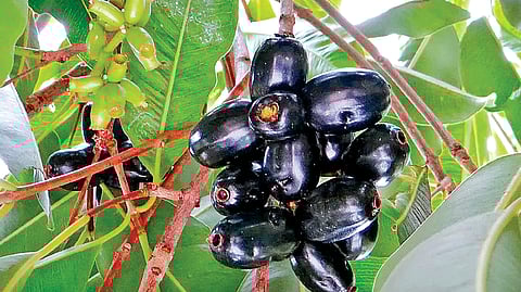 நாவல் கனி
