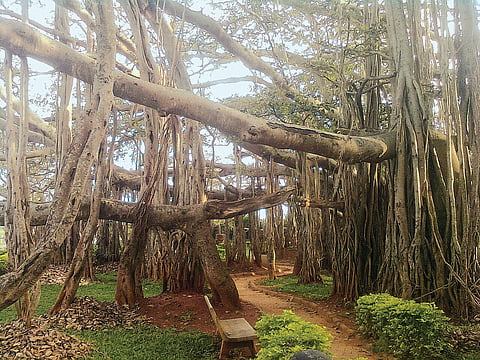 ஆலமரம்