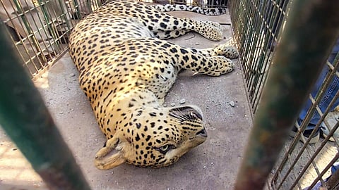 சிறுத்தை.