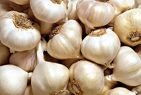 பூண்டு