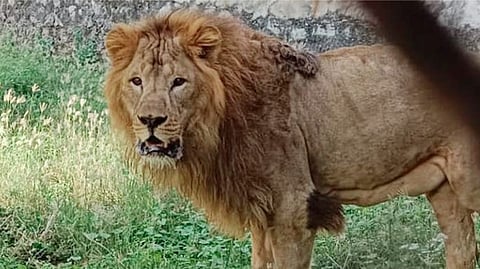 வண்டலூர் பூங்காவில் மாயமான ‘ஷெரியாா்’ சிங்கத்தைத் தேடும் பணிகள் தீவிரம்!