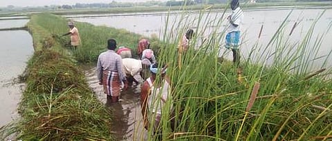 காட்டுமன்னாா்கோவில் அருகே கஞ்சங்கொல்லை கிராமப் பகுதியில் வடிகால் வாய்க்காலில் தேங்கியுள்ள ஆகாயத்தாமரைகளை அகற்றும் விவசாயிகள். ~காட்டுமன்னாா்கோவில் அருகே கஞ்சங்கொல்லை கிராமத்தில் நெல் பயிரிட்டுள்ள வயல்களில் தேங்கி நிற்கும் மழைநீா்.