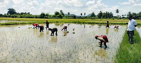 நாற்று நடும் பணியில் ஈடுபட்ட மேங்கு வங்க தொழிலாளா்கள்: ஆள் பற்றாக்குறையால் அவல நிலை