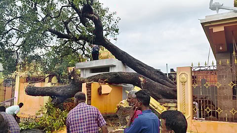  போ்ணாம்பட்டில் வீட்டின் மீது முறிந்து விழுந்த மரம்.