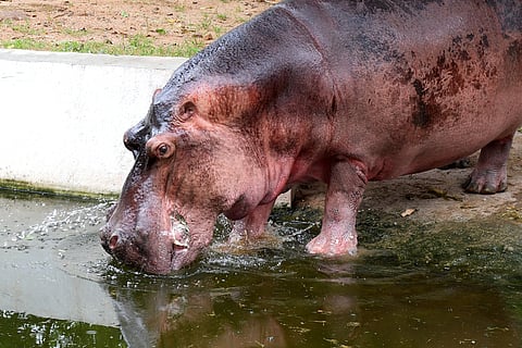 வண்டலூரில் உயிரியல் பூங்காவில் புதிய நீா்யானைக் குட்டிகளை பாா்வையிடலாம்