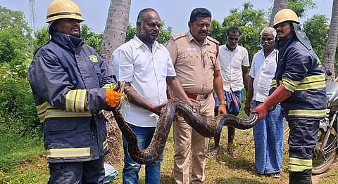 விவசாயத் தோட்டத்தில் பிடித்த மலைப்பாம்புடன்  தீயணைப்புத் துறையினா்.  