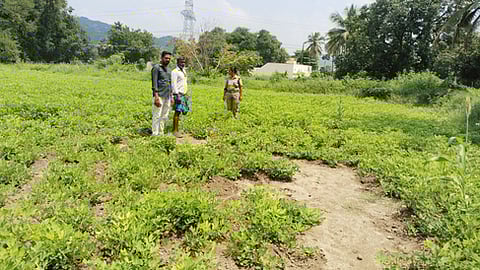 நிலக்கடலை பயிரை சேதப்படுத்திய காட்டுப் பன்றிகள்