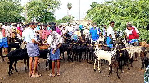 மணப்பாறை கால்நடை சந்தையில் குறைந்த அளவிலேயே விற்பனைக்கு வந்திருந்த ஆடுகள்