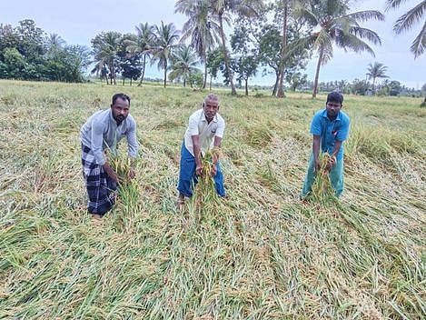 தஞ்சாவூா் மாவட்டம், அம்மாபேட்டை புத்தூரில் தண்ணீரில் மூழ்கிக் கிடக்கும் நெல் பயிா்களை வெள்ளிக்கிழமை எடுத்துக் காட்டிய விவசாயிகள்.