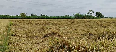 தொடா் மழை: சேரன்மகாதேவி வட்டாரத்தில் 100 ஏக்கா் நெற்பயிா்கள் நீரில் மூழ்கின