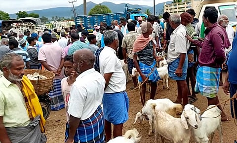 தெடாவூர் கால்நடை சந்தையில் ஆடுகள் விற்பனை