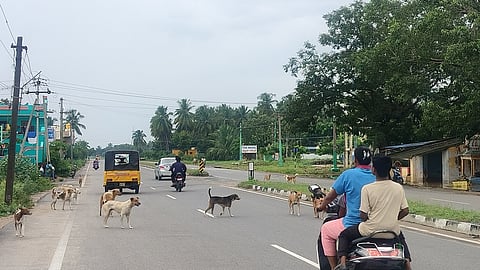 திருப்பத்தூா் பிரதான சாலைகளில் சுற்றித்திரியும் தெருநாய்கள்.