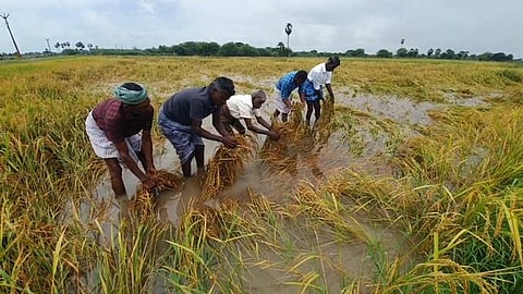 வேளாங்கண்ணி பகுதியில் மழைநீரில் மூழ்கிய நெற்பயிா்களை காண்பிக்கும் விவசாயிகள். 