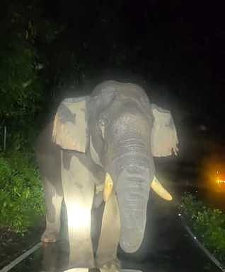 அம்பலப்பாறை பகுதியில் திங்கள்கிழமை இரவு வாகனங்களை வழிமறித்தபடி சாலையில் நின்ற காட்டு யானை.