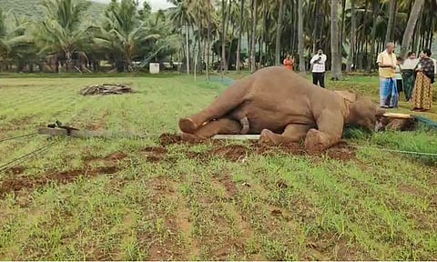 மின்சாரம் பாய்ந்து பலியான யானை