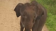 மாரச்சந்திரம் கிராமத்தில் சுற்றித்திரிந்த குட்டி யானை