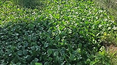 தூா்வாரப்படாமல் காணப்படும் செல்லூா் பகுதி வடிகால் வாய்க்கால்.