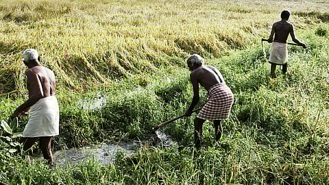 வயலில் தேங்கிய மழைநீரை வெளியேற்றும் பணியில் ஈடுபட்ட விவசாயிகள்