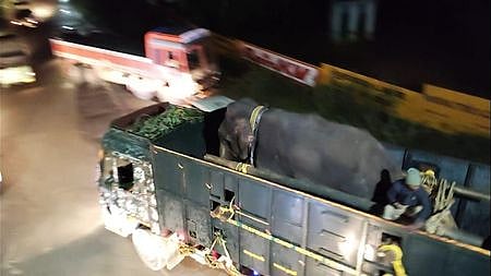  கோதையாறு வனப்பகுதியில் விடுவதற்காக லாரி மூலம் கொண்டு வரப்பட்ட ராதாகிருஷ்ணன் யானை.