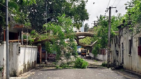  புயல் காரணமாக புதுச்சேரி-ஏனாம் சாலையில் சாய்ந்த மரம்.