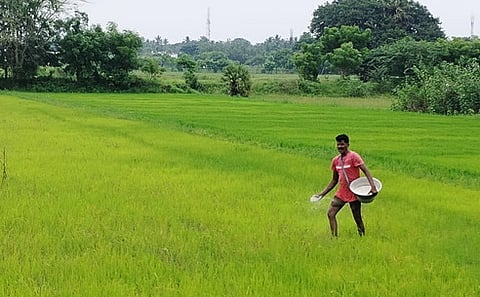 திருநள்ளாறு அருகே அகரமாங்குடி பகுதி விளைநிலத்தில் நடைபெற்ற பயிருக்கு அடியுரமிடும் பணி. 