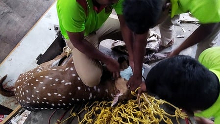  கரூரில் செவ்வாய்க்கிழமை பிடிபட்ட புள்ளிமானை கால்களை கட்டி வனத்துறையினரிடம் ஒப்படைக்கும் முயற்சியில் ஈடுபட்ட  தீயணைப்பு நிலைய வீரா்கள்.