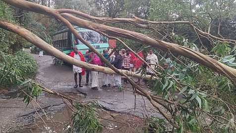 கொடைக்கானல் மேல்மலைக் கிராமமான பூம்பாறைச் சாலையில் செவ்வாய்க்கிழமை விழுந்த மரம்.