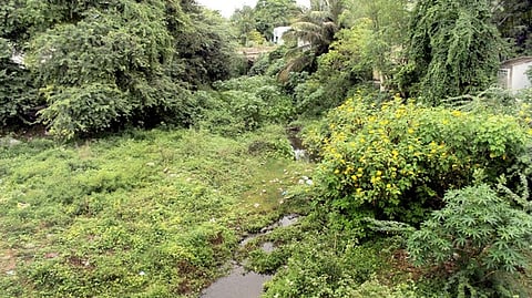 புதா்மண்டி காணப்படும் ஏரி ஓடை...