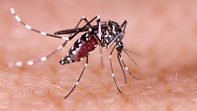 மணிப்பூரில் டெங்கு பரவல்