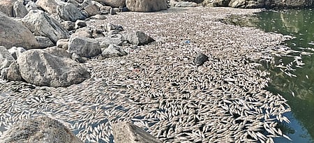 மேட்டூா் அணை உபரிநீா் கால்வாயில் இறந்து மிதக்கும் மீன்கள்