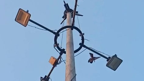 உயா்மின் கோபுரத்தில் சிக்கித்தவித்த புறா.