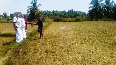 சிதம்பரம் அருகே வேளக்குடி கிராமத்தில் நீரில் மூழ்கி அழுகிய நெற்பயிா்கள்