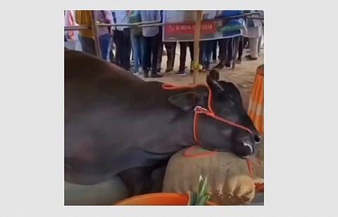 ராஜஸ்தான்: கண்காட்சியில் கவனம்பெற்ற ரூ.21 கோடி எருமை உயிரிழப்பு