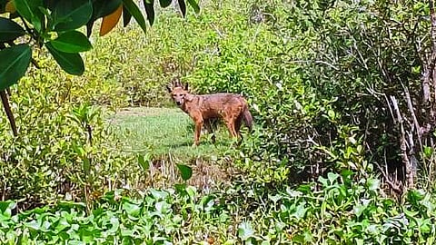 பிச்சாவரம் சுரபுன்னை காடுகளில் காணப்படும் பொன்நிற குள்ள நரி.