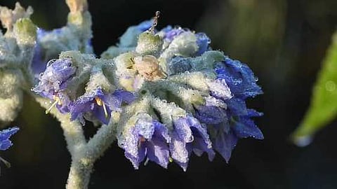 கொடைக்கானல் பிரையண்ட் பூங்காவில் உள்ள மலா்களில் படா்ந்துள்ள பனித் துளிகள்.