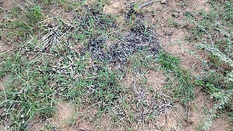 விலங்குகள் வேட்டையைத் தடுக்க ரோந்து பணியை வனத் துறையினா் தீவிரப்படுத்தக் கோரிக்கை