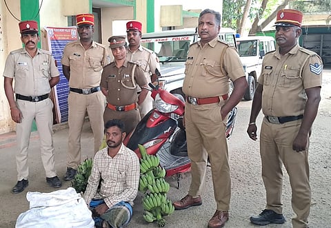 பட விளக்கம் பிஒய்பி 15...புதுச்சேரியில் சிக்கிய வாழைத்தாா் திருடன்.